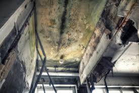 Best Black Mold Removal in USA